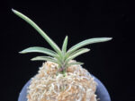 계림 鷄林 Gyerim (Benisuisho)