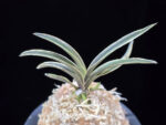 신라 新羅 Sinra (Shiragi)