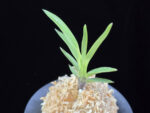 오공 蜈蚣 O-gong