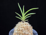 오공 蜈蚣 O-gong