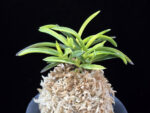서천금 瑞泉錦 Seocheongeum (Zuiun Shima)