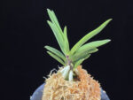 파격 破格(破天荒) Pagyeok(Hatenko)