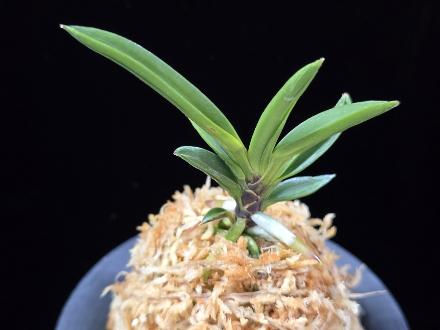 파격 破格(破天荒) Pagyeok(Hatenko) 파격 破格(破天荒) Pagyeok(Hatenko)