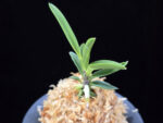 파격 破格(破天荒) Pagyeok(Hatenko)