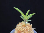 파격 破格(破天荒) Pagyeok(Hatenko)