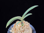 수백 琇白 Subaek
