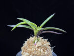 려인 麗人 Ryeoin (Ruby root)