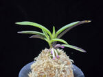 려인 麗人 Ryeoin (Ruby root)