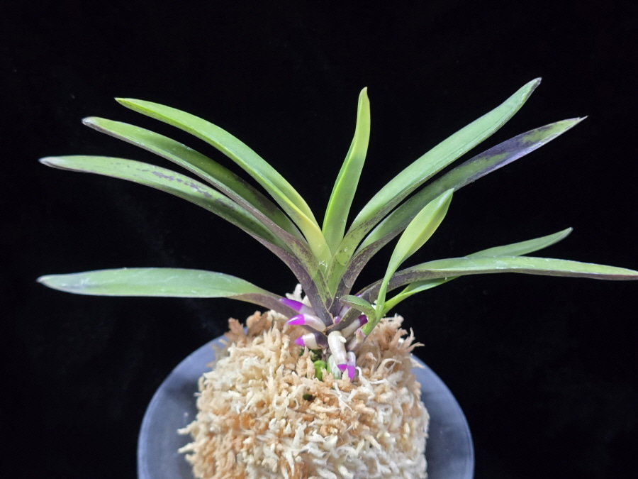 대하 大河 Daeha(Taiga) (Ruby root) 대하 大河 Daeha(Taiga) (Ruby root)