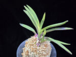 대하 大河 Daeha(Taiga) (Ruby root)