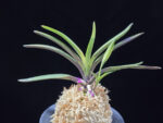 대하 大河 Daeha(Taiga) (Ruby root)