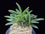 오죽 烏竹  Ojuk (Eboshimaru Short Leaf)