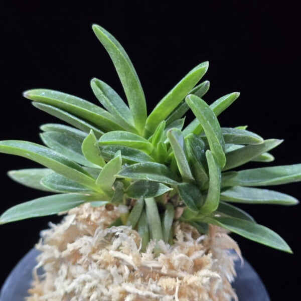 오죽 烏竹  Ojuk (Eboshimaru Short Leaf)