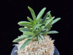 오죽 烏竹  Ojuk (Eboshimaru Short Leaf)
