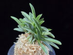 오죽 烏竹  Ojuk (Eboshimaru Short Leaf)