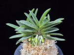 오죽 烏竹  Ojuk (Eboshimaru Short Leaf)