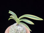 원창 圓窓 Wonchang(Enso)