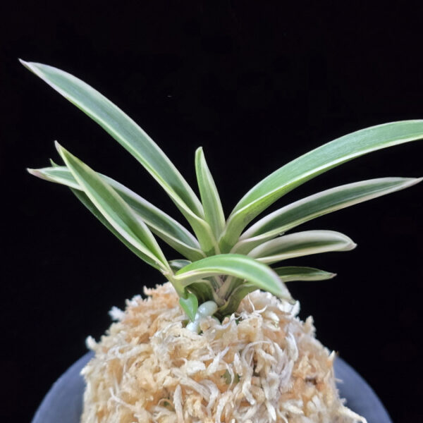 계림 鷄林 Gyerim (Benisuisho)