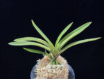 준하모단 駿河牡丹 Surugabotan (ruby root)