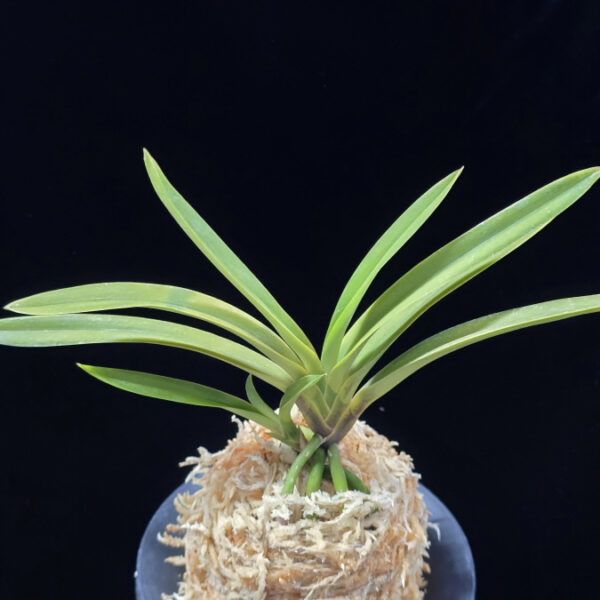 준하모단 駿河牡丹 Surugabotan (ruby root)