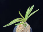준하모단 駿河牡丹 Surugabotan (ruby root)