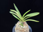준하모단 駿河牡丹 Surugabotan (ruby root)