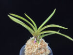 준하모단 駿河牡丹 Surugabotan (ruby root)