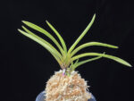 준하모단 駿河牡丹 Surugabotan (ruby root)