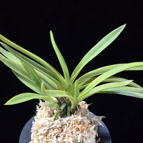 준하모단 駿河牡丹 Surugabotan (ruby root)