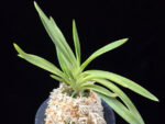준하모단 駿河牡丹 Surugabotan (ruby root)