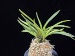 준하모단 駿河牡丹 Surugabotan (ruby root)