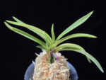 준하모단 駿河牡丹 Surugabotan (ruby root)