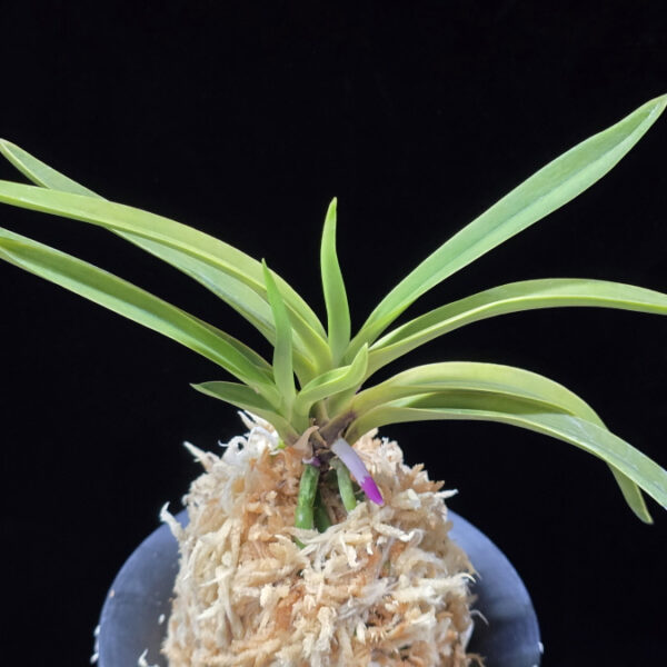 준하모단 駿河牡丹 Surugabotan (ruby root)