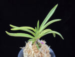 준하모단 駿河牡丹 Surugabotan (ruby root)