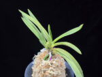 준하모단 駿河牡丹 Surugabotan (ruby root)