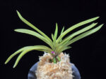 준하모단 駿河牡丹 Surugabotan (ruby root)