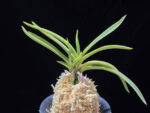 준하모단 駿河牡丹 Surugabotan (ruby root)