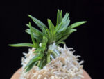 횃불 炬火 Hwaetbul(Kyoka)