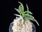 삼소전 三笑殿(万華境) Samsojeon(Mangekyo) (3 spur)
