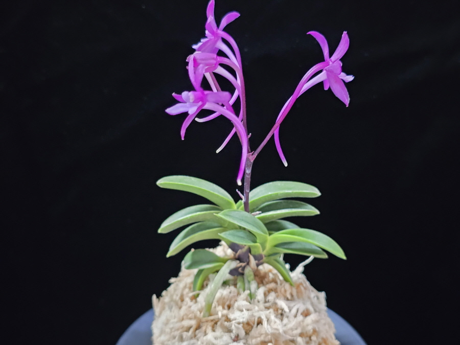 자홍 紫紅 Jahong 자홍 紫紅 Jahong