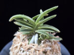 은사시 銀沙施 Eunsasi (Honghyeon*Ginseikan)