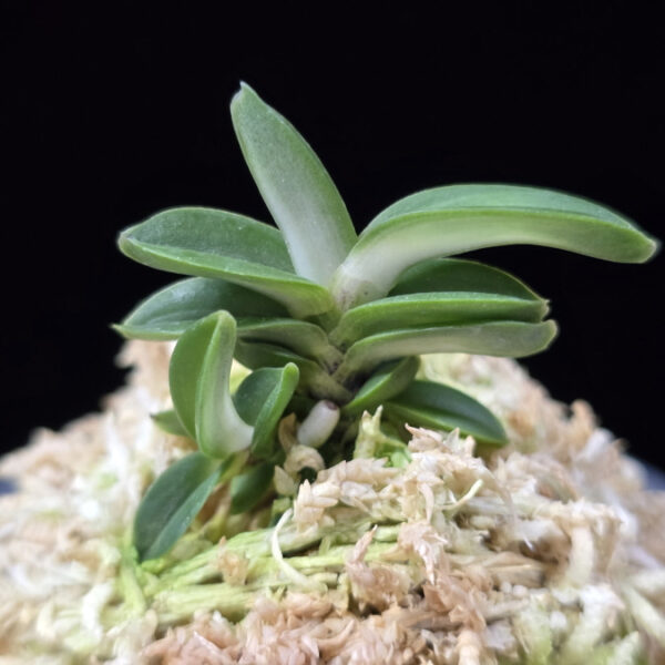 풍천 豊天 Pungcheon (Homeiden+Tengyokuho)