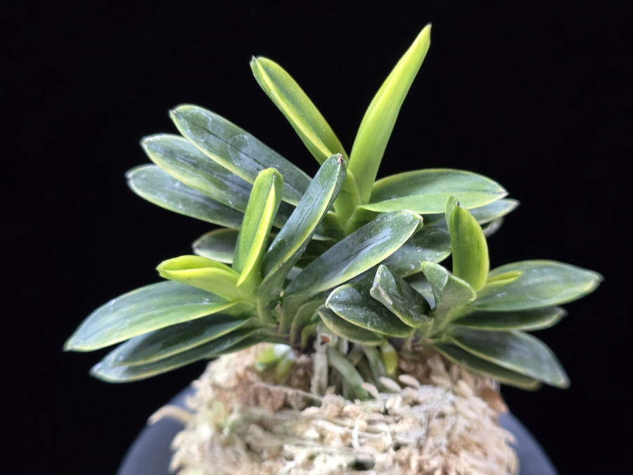 대장금 大壯錦 Daejanggeum(Daiso Nishiki) 대장금 大壯錦 Daejanggeum(Daiso Nishiki)