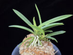 백기보 白奇寶 Baekgibo ( White root)