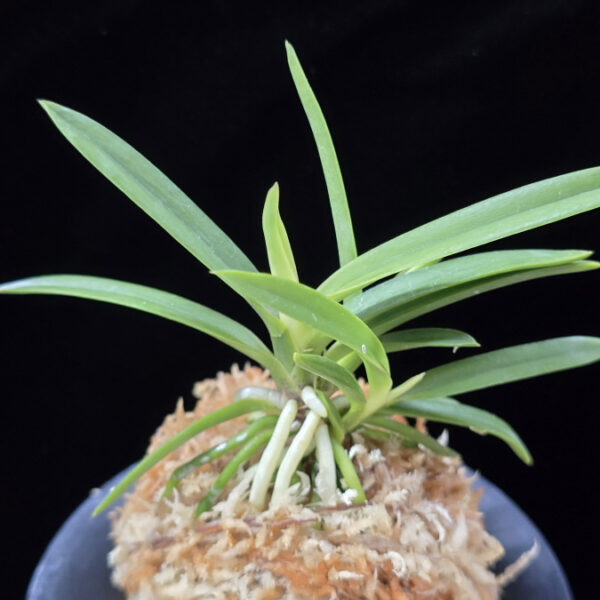 백기보 白奇寶 Baekgibo ( White root)