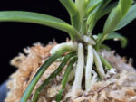 백기보 白奇寶 Baekgibo ( White root)