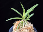 백기보 白奇寶 Baekgibo ( White root)