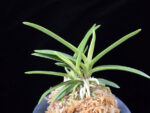 백기보 白奇寶 Baekgibo ( White root)