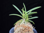 백기보 白奇寶 Baekgibo ( White root)