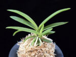 백기보 白奇寶 Baekgibo ( White root)